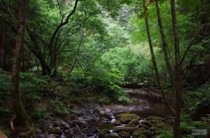 700_SF_-_Muir_Woods_Creek_P2906r